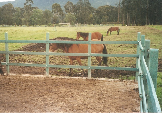 corral establo pesebrera para caballos corral caballo pesebrera caballo establo caballo picadero corral caballerías caballo paso fino pista resonancia equitación salto trocha percheron 003 corral establo pesebrera para caballos corral caballo pesebrera caballo establo caballo picadero corral caballerías caballo paso fino pista resonancia corral establo pesebrera para caballos corral caballo pesebrera caballo establo caballo picadero corral caballerías caballo paso fino pista resonancia equitación salto trocha percheron 003 equitación salto trocha percheron 003